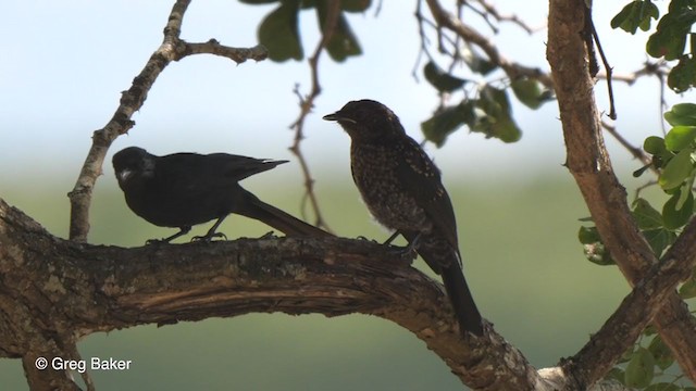 Güneyli Drongo Sinekkapanı - ML238915791