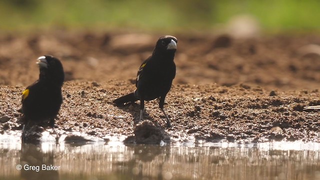 White-winged Widowbird - ML238915841