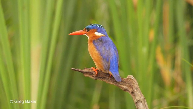 Malachite Kingfisher - ML238915861