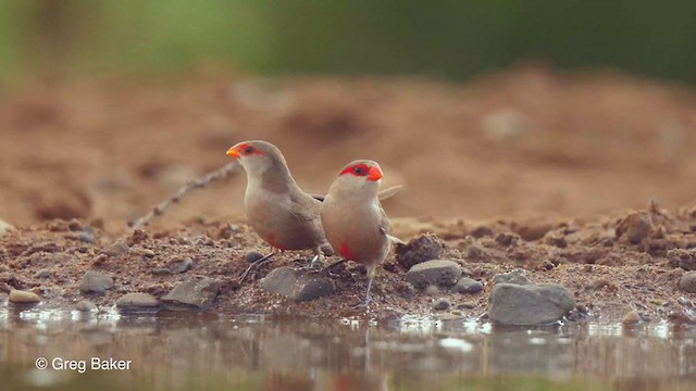 Common Waxbill - ML238916031