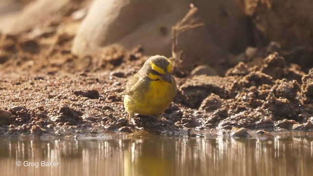 Serin du Mozambique - ML238916221