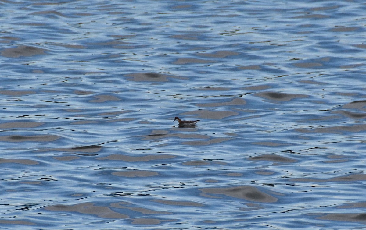 Red-necked Phalarope - ML238917431