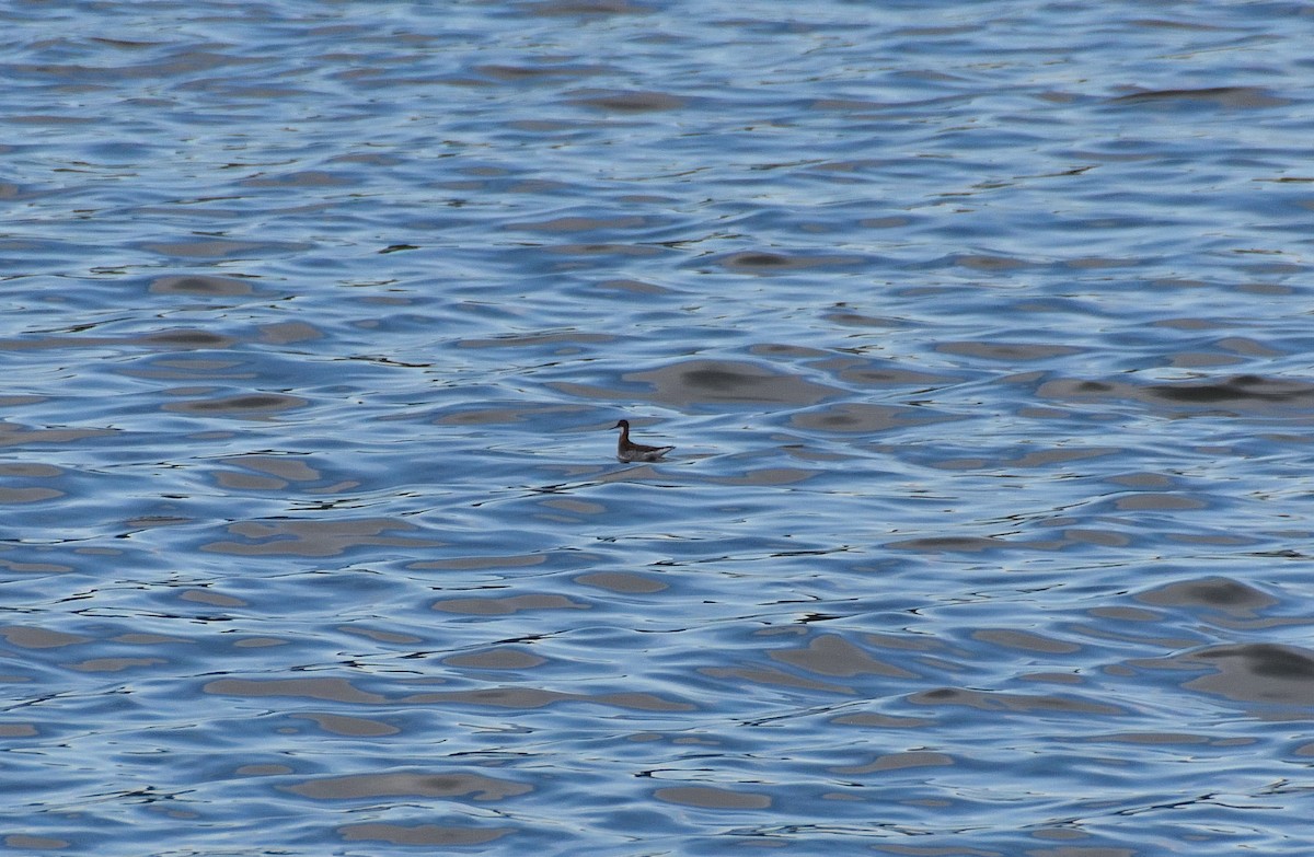 Red-necked Phalarope - ML238917441