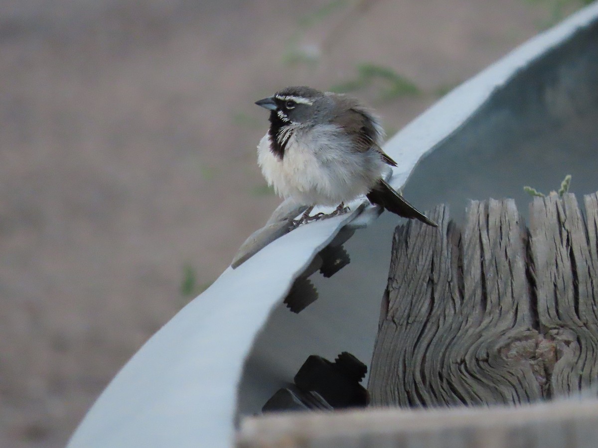 Black-throated Sparrow - ML238920301
