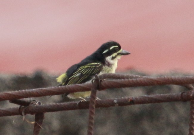 Yellow-throated Tinkerbird - ML23892071