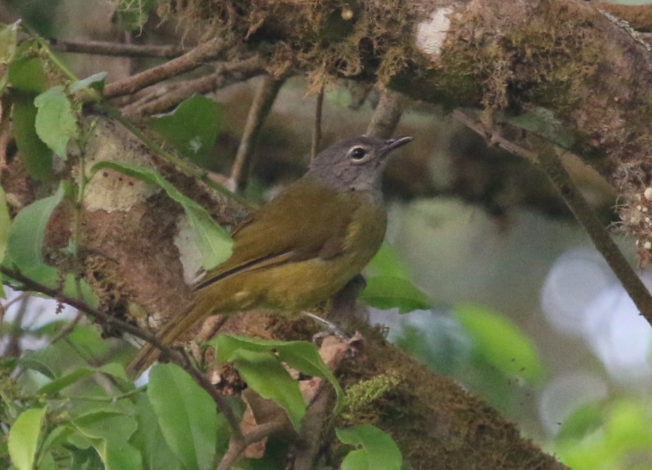 Western Mountain Greenbul - ML23892181