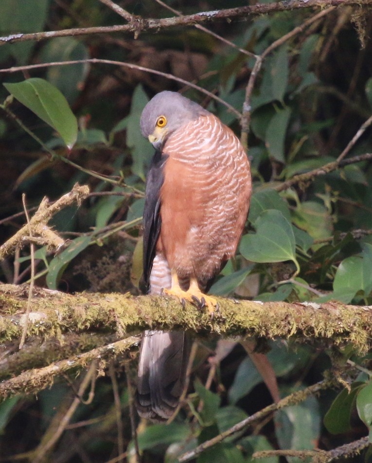 African Goshawk (Bioko) - ML23892191