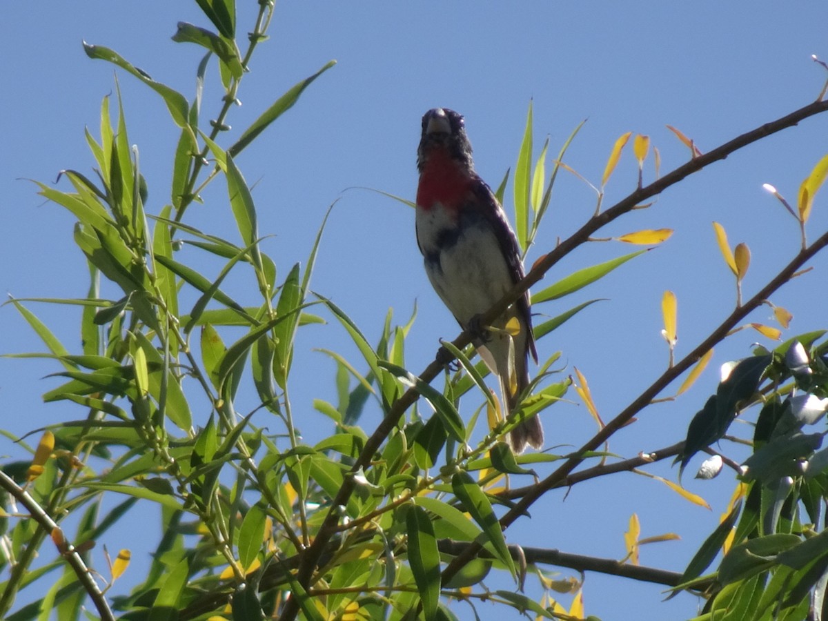 Rose-breasted Grosbeak - ML238922581