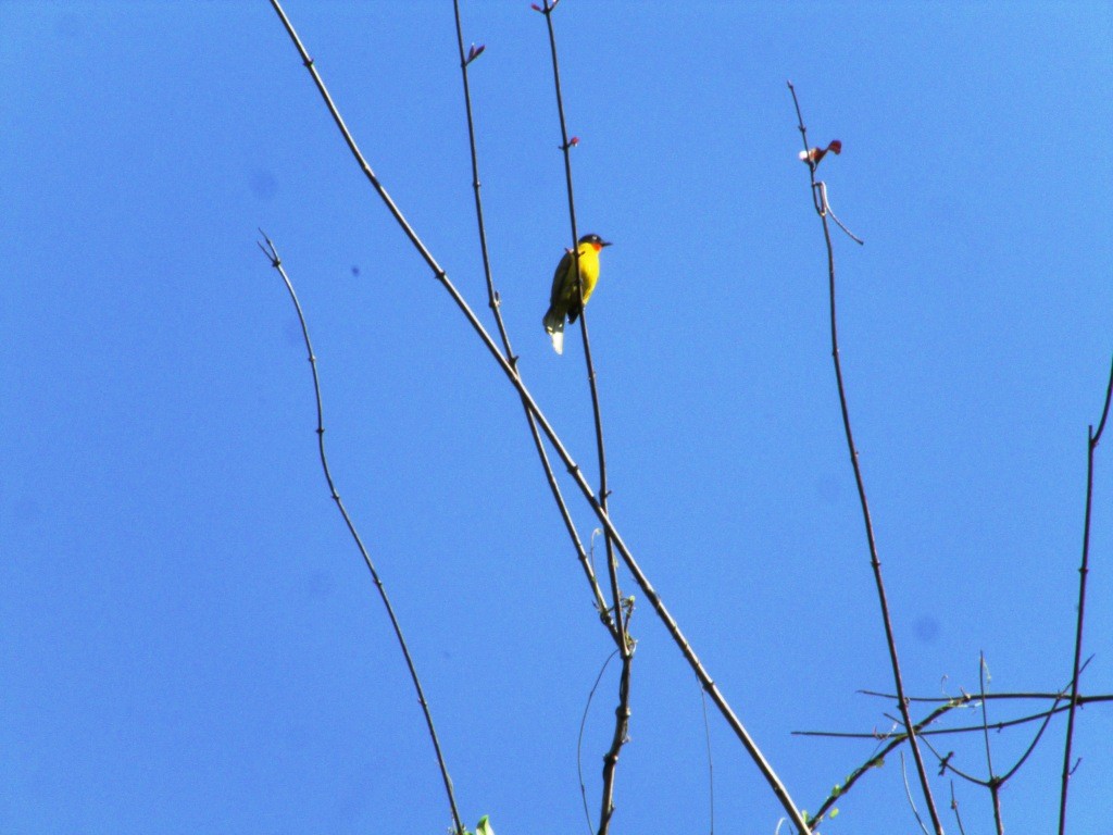 Bulbul à gorge rubis - ML23892321