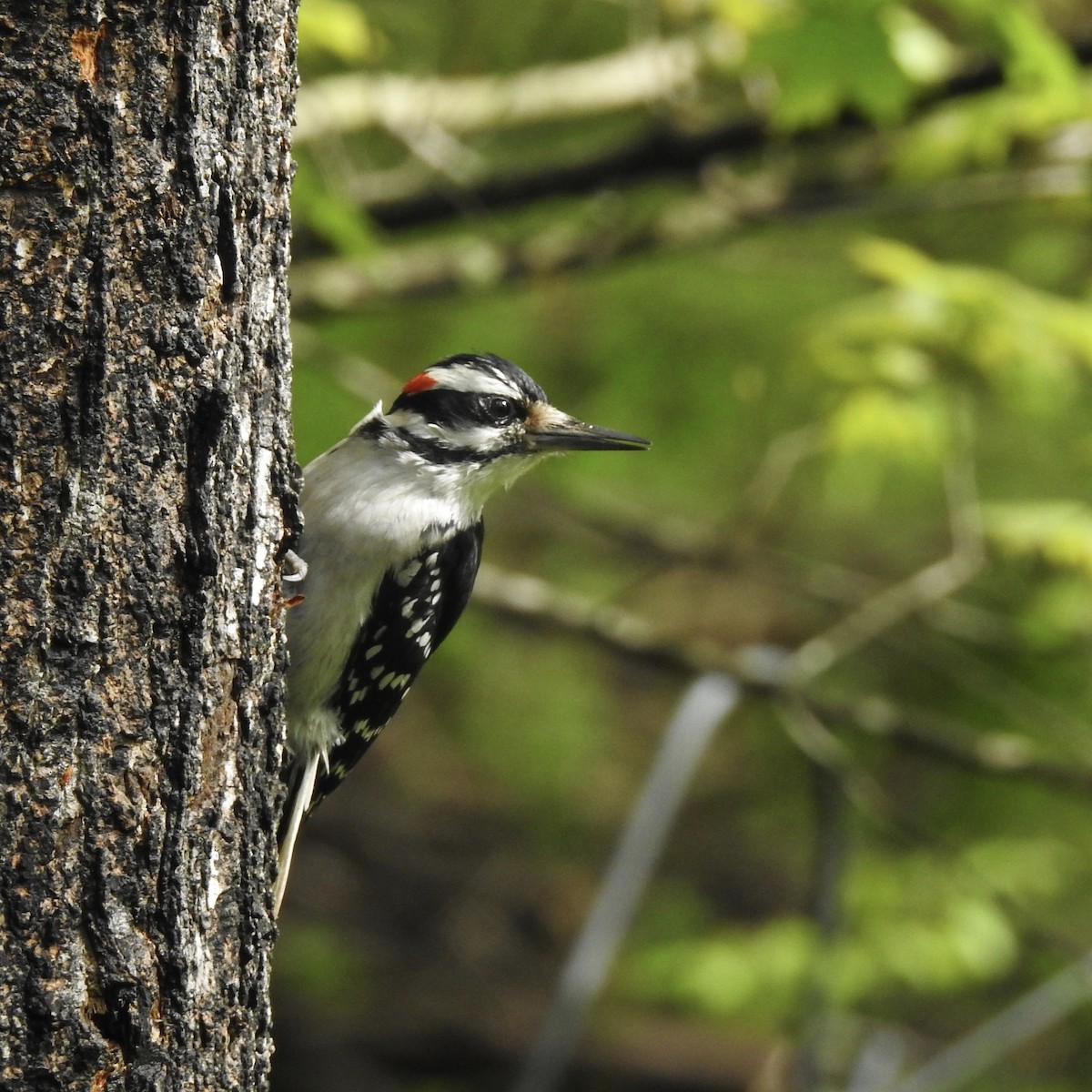 Hairy Woodpecker - ML238924241