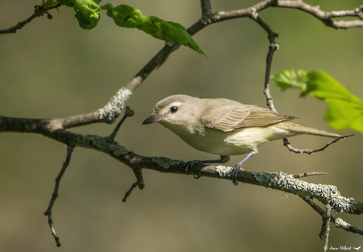 Philadelphia Vireo - ML238927291