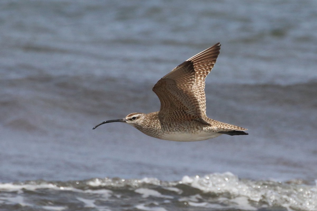 Whimbrel - Ken McKenna