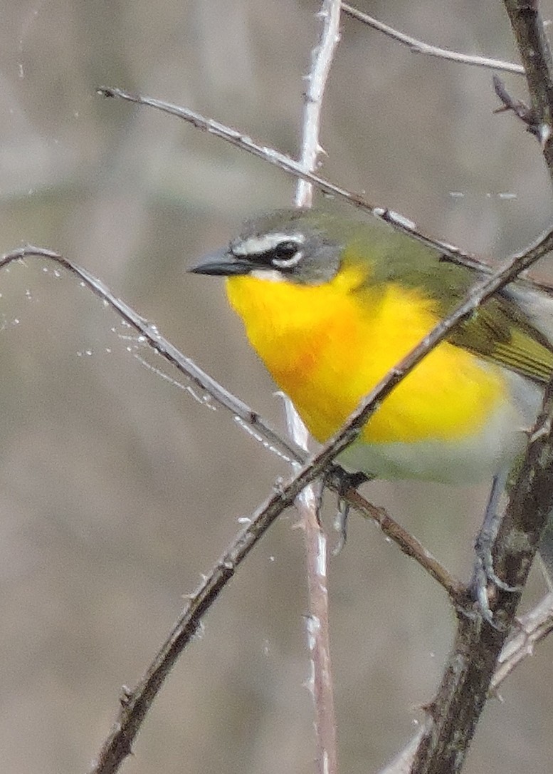 Yellow-breasted Chat - ML238930201