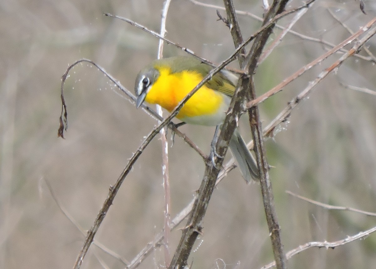 Yellow-breasted Chat - ML238930221