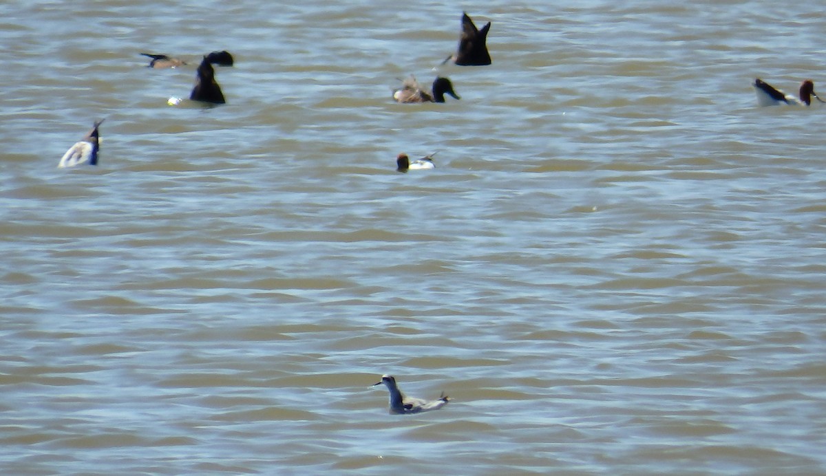 Red-necked Phalarope - ML23893041