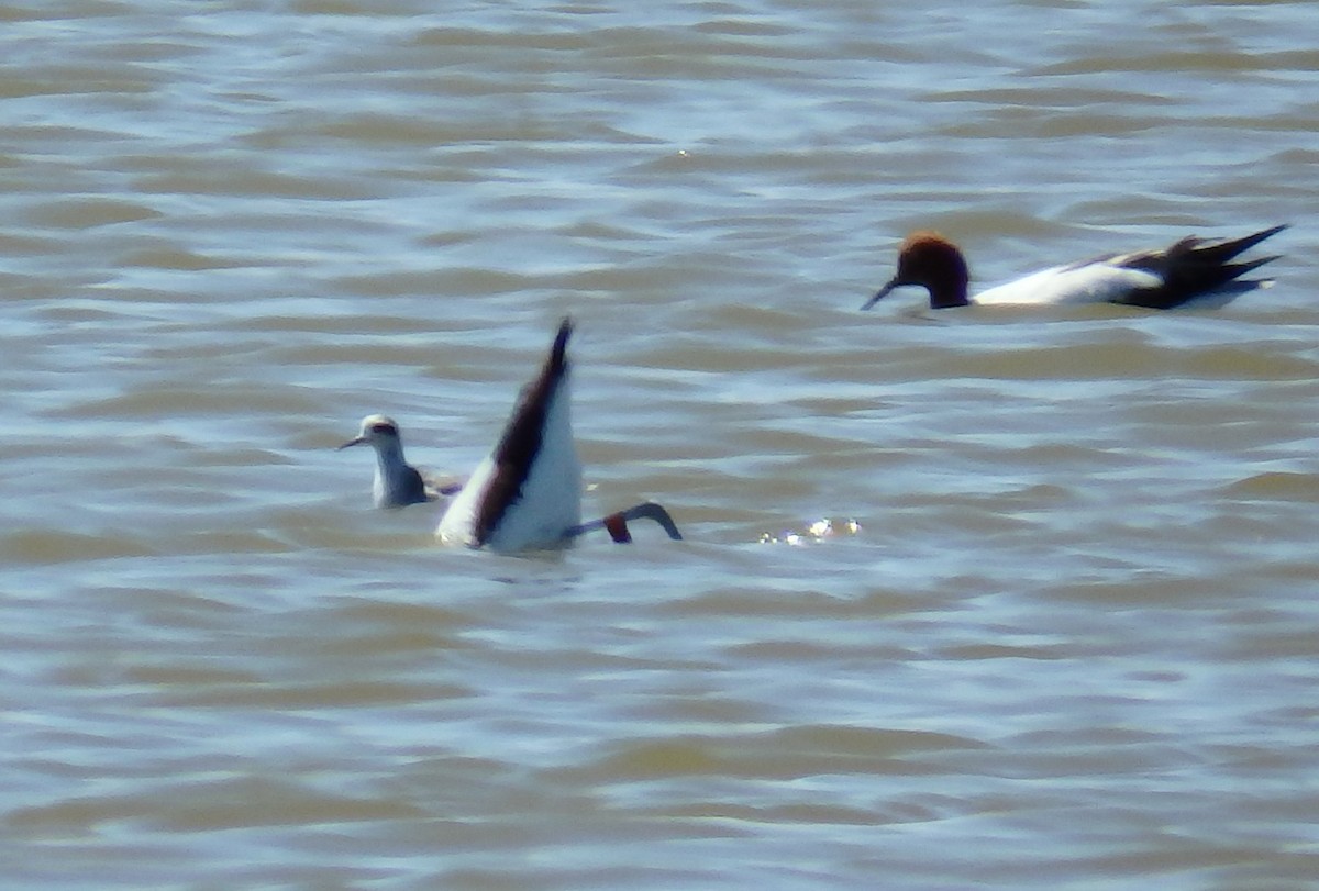 Red-necked Phalarope - ML23893051