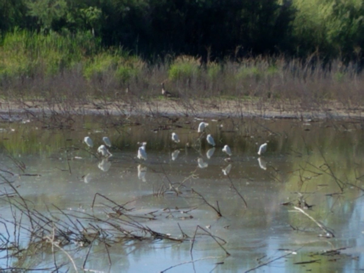 Aigrette neigeuse - ML238931561