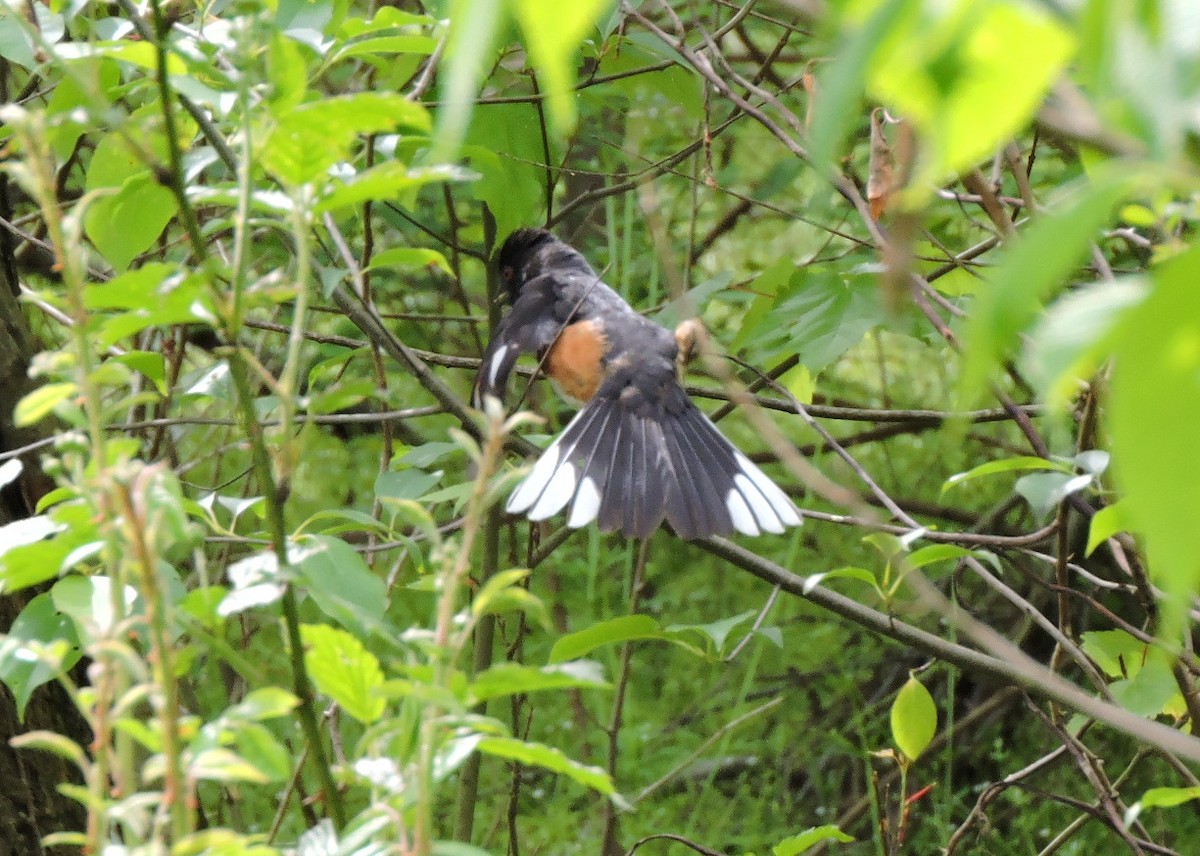 Eastern Towhee - Christopher Dyer