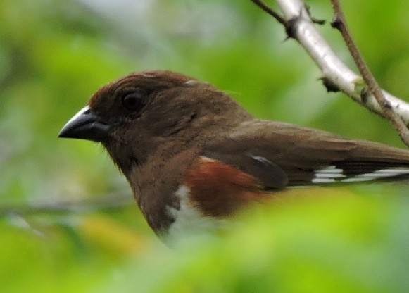 Eastern Towhee - Christopher Dyer