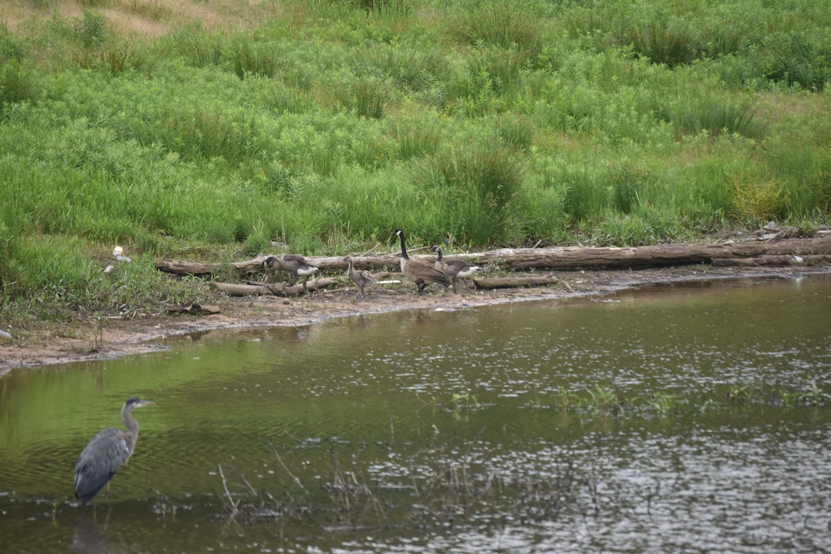 Canada Goose - ML238932421