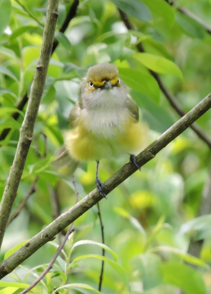 White-eyed Vireo - Christopher Dyer