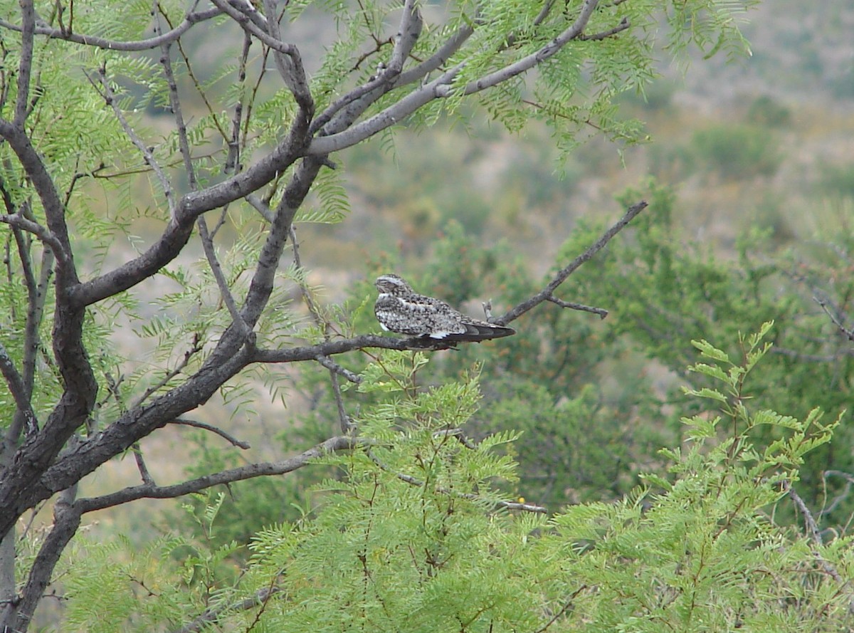 Common Nighthawk - ML238932761