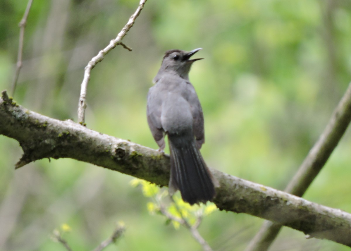 Gray Catbird - Christopher Dyer