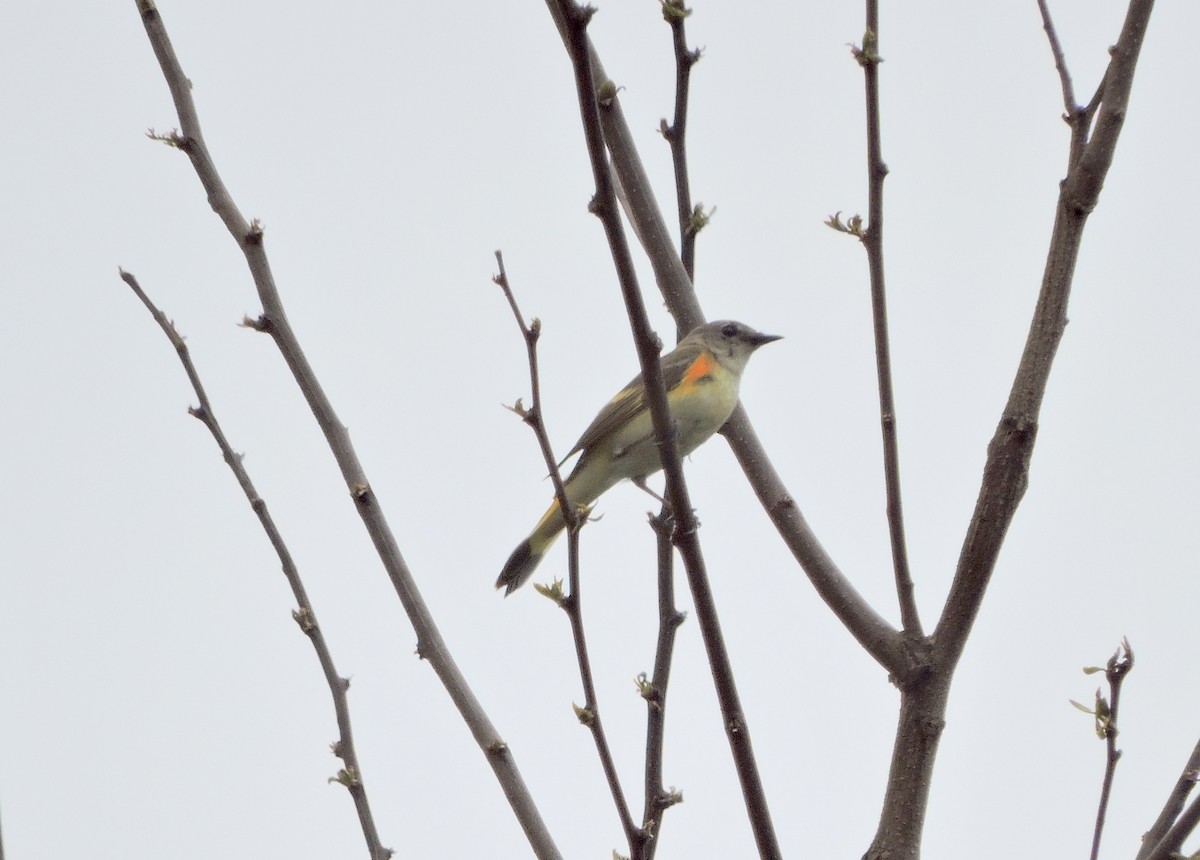 American Redstart - Christopher Dyer