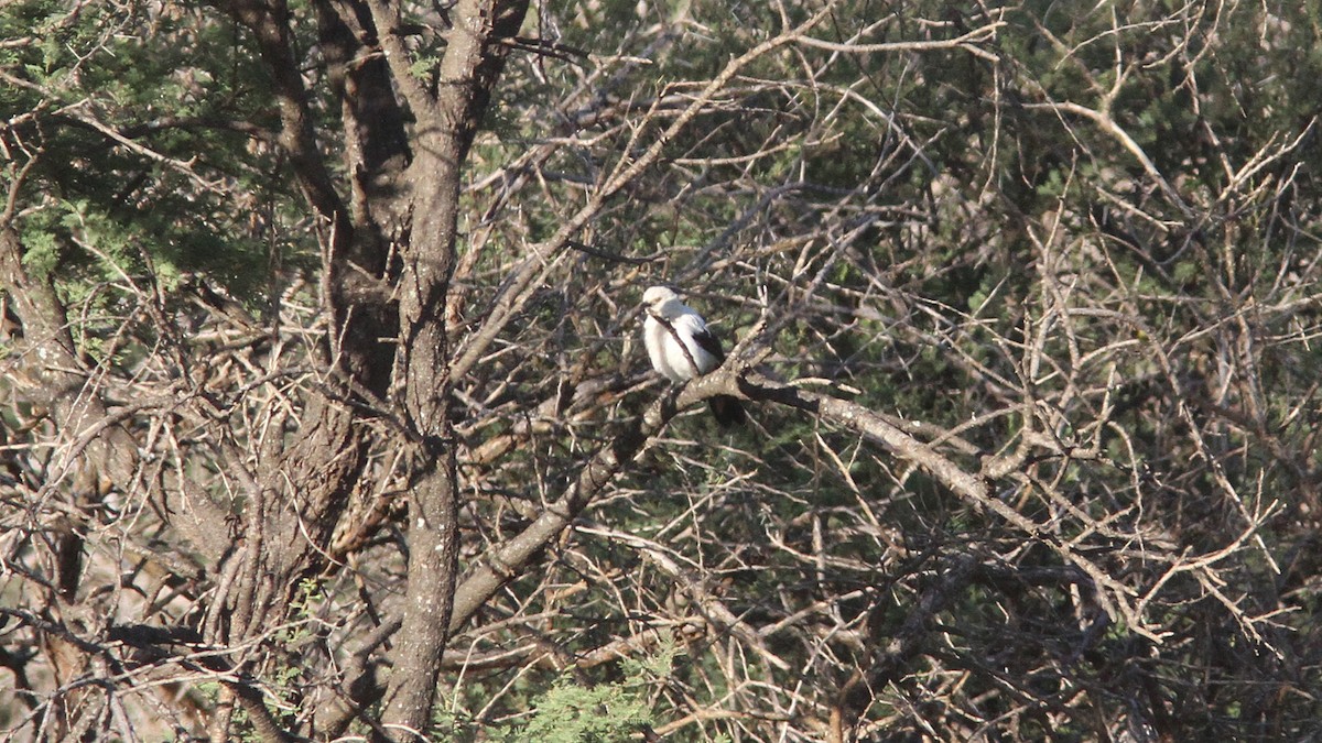 Southern Pied-Babbler - ML23893311