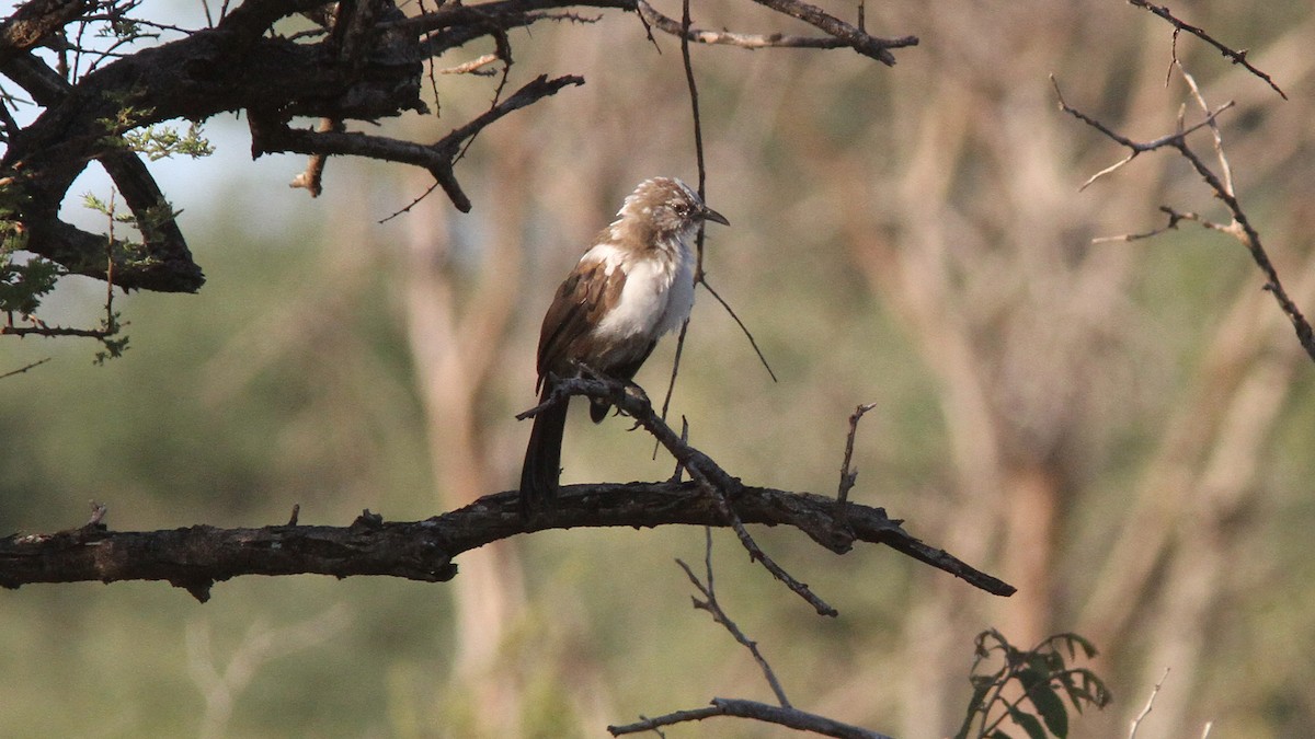 Southern Pied-Babbler - ML23893331