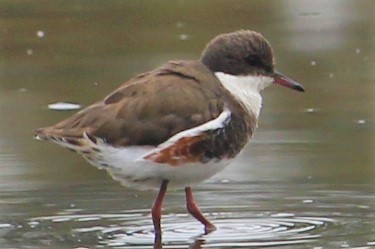 Red-kneed Dotterel - ML238936251