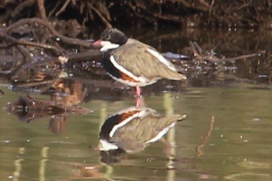 Red-kneed Dotterel - ML238936261