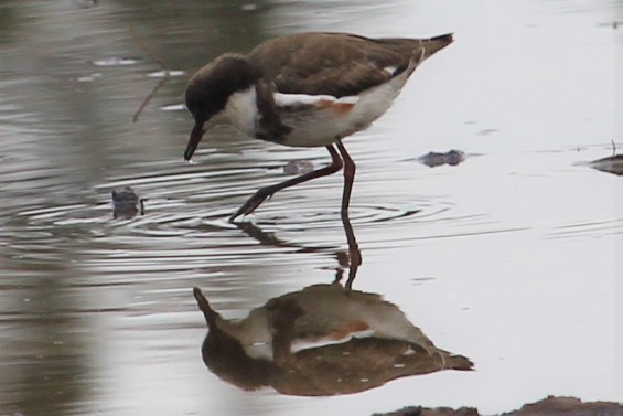 Red-kneed Dotterel - ML238936271