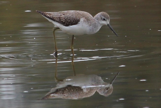 Marsh Sandpiper - Jan and Larry Martin