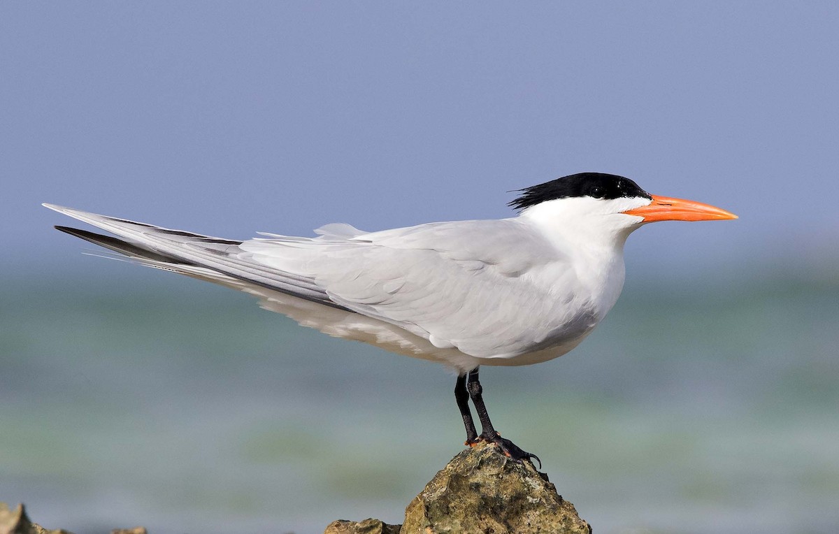 Royal Tern - Denny Swaby
