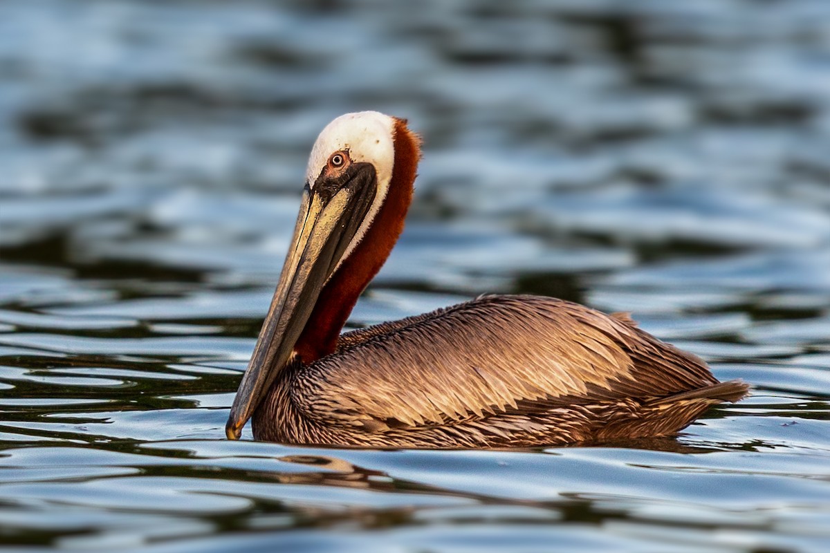 Brown Pelican - ML238940211