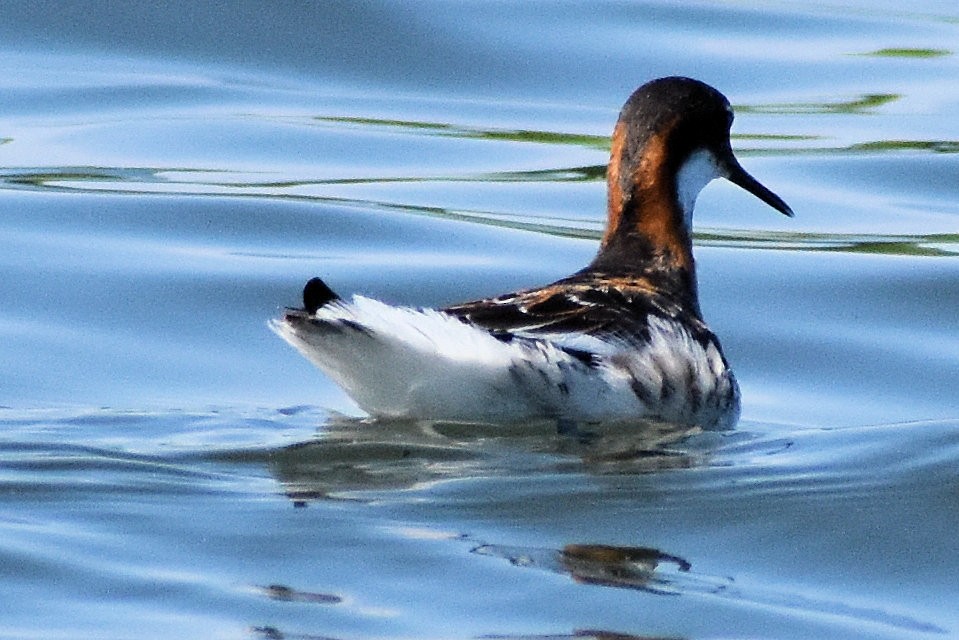 Red-necked Phalarope - gregory ladewski