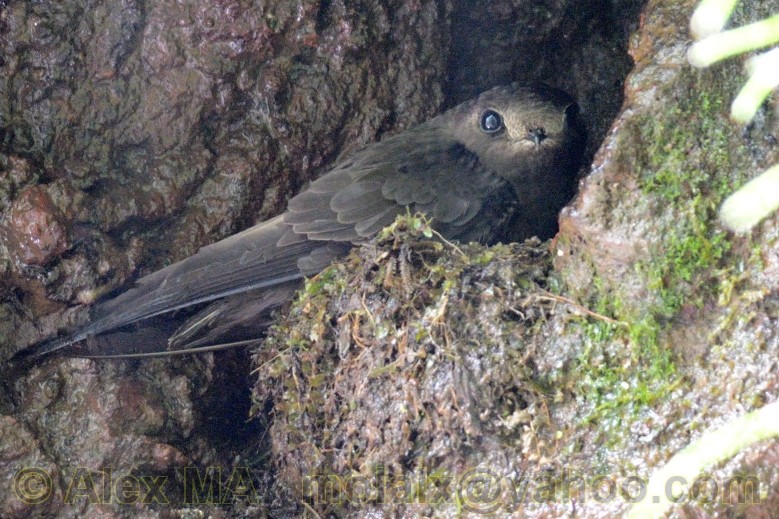 White-chinned Swift - ML238941621