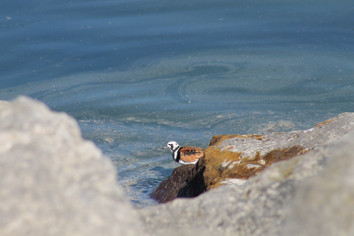 Ruddy Turnstone - ML238941751