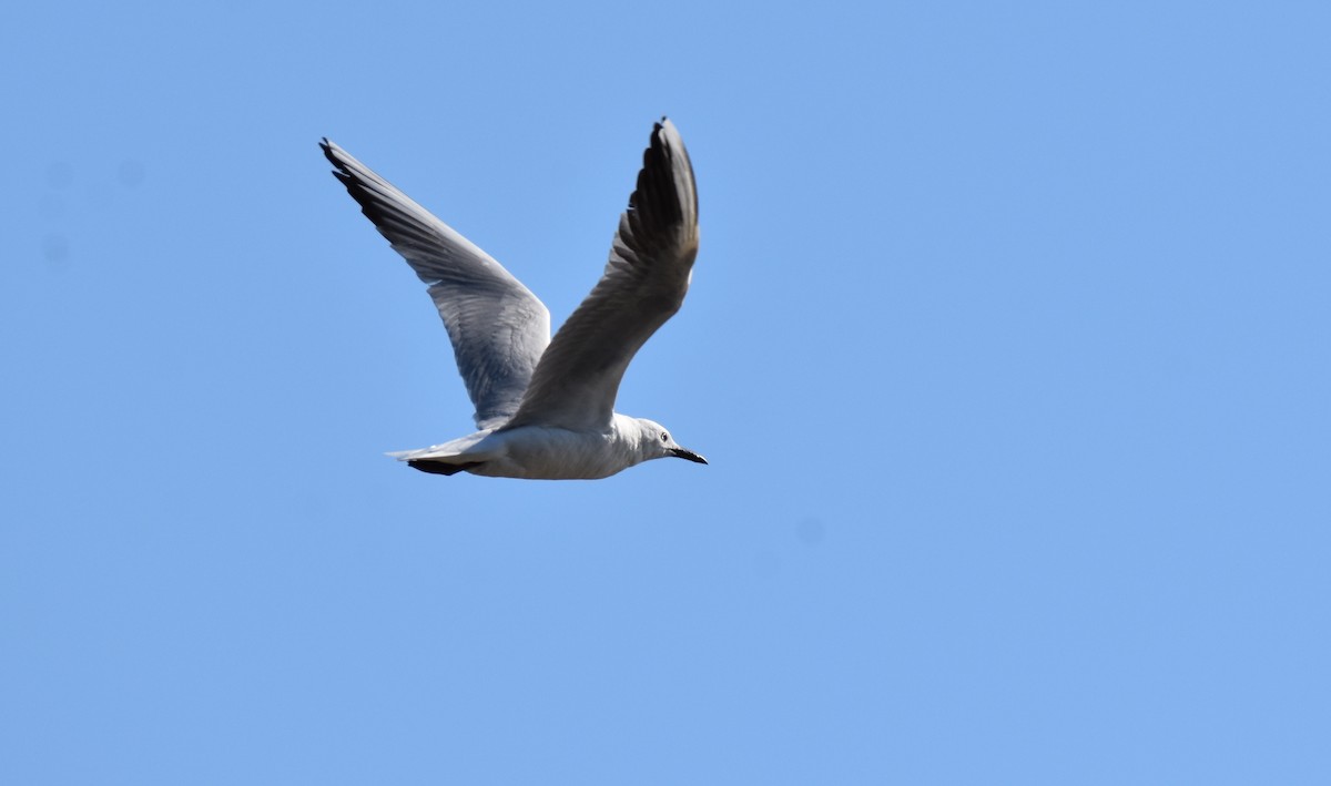 Slender-billed Gull - Jose Paulo Monteiro