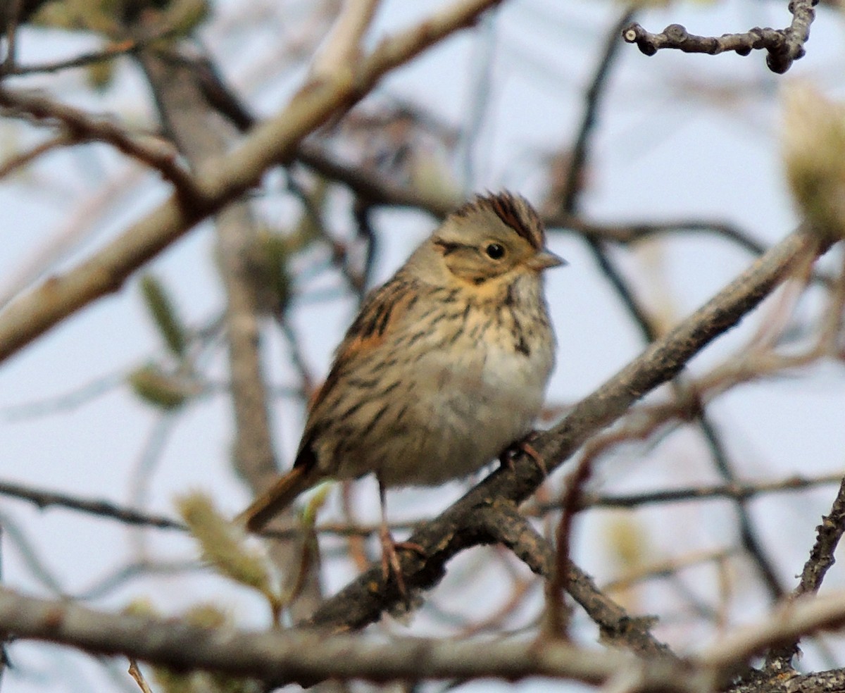 Lincoln's Sparrow - ML238943511