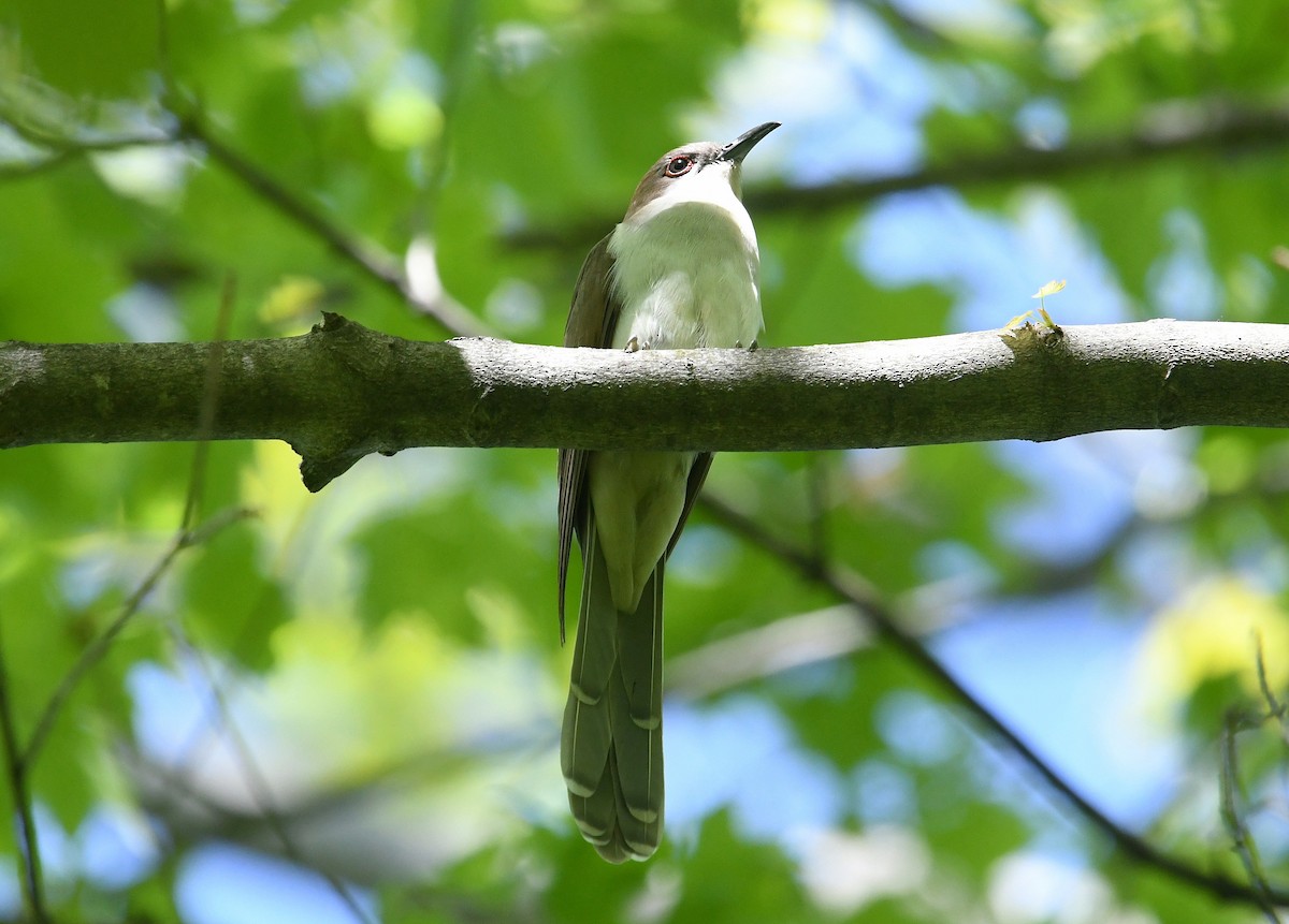 Black-billed Cuckoo - ML238943881