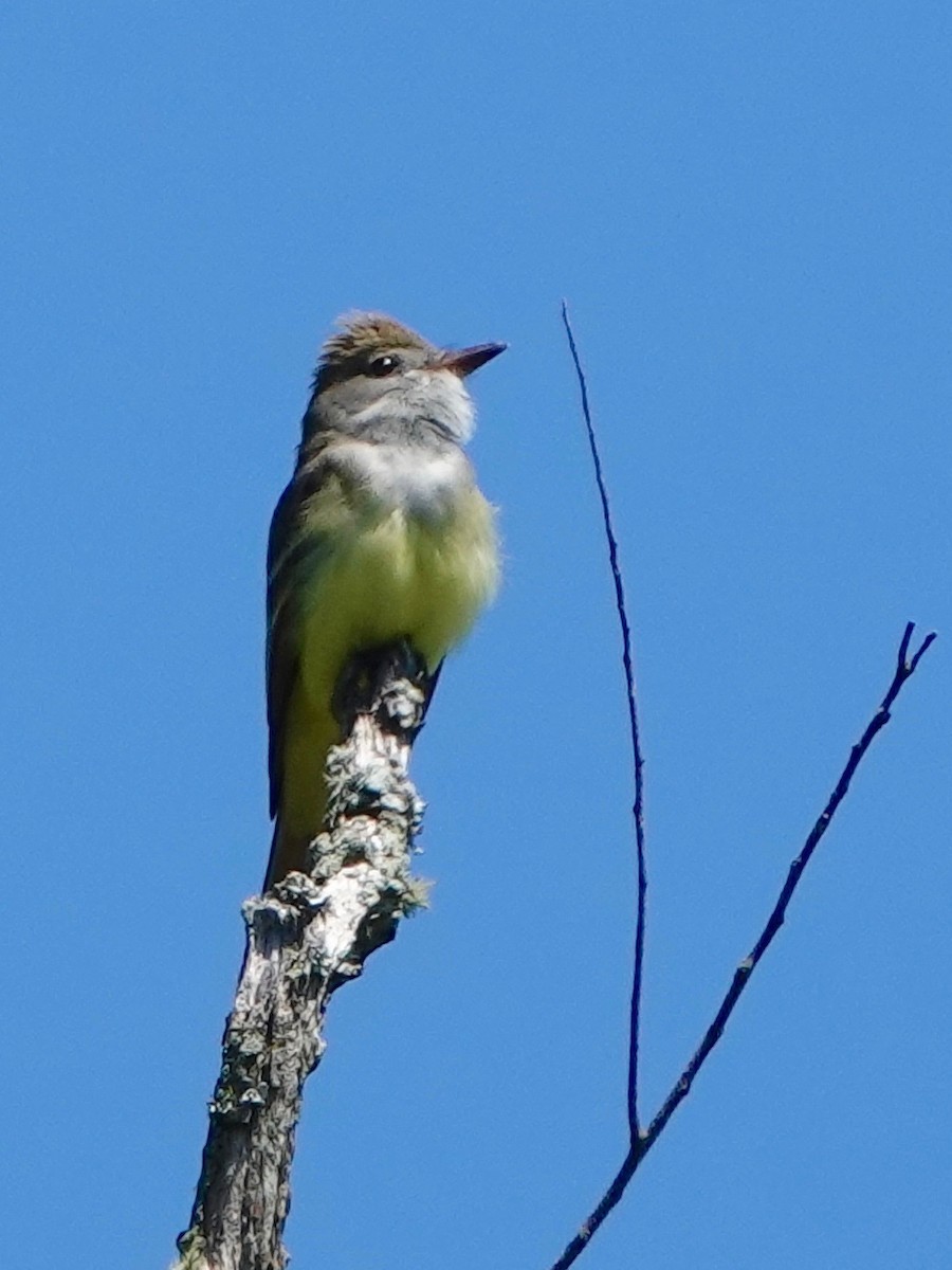 Great Crested Flycatcher - ML238945031