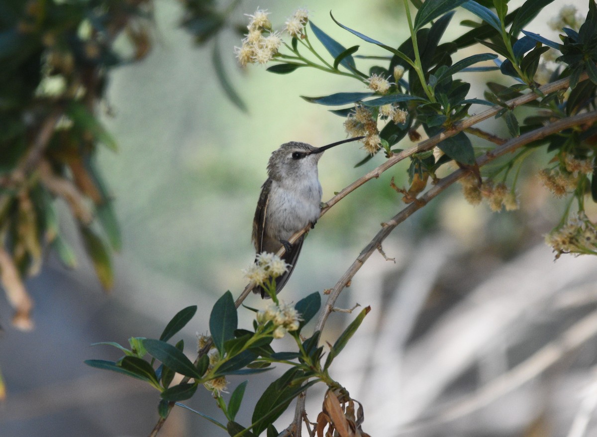 Anna's Hummingbird - ML238947221