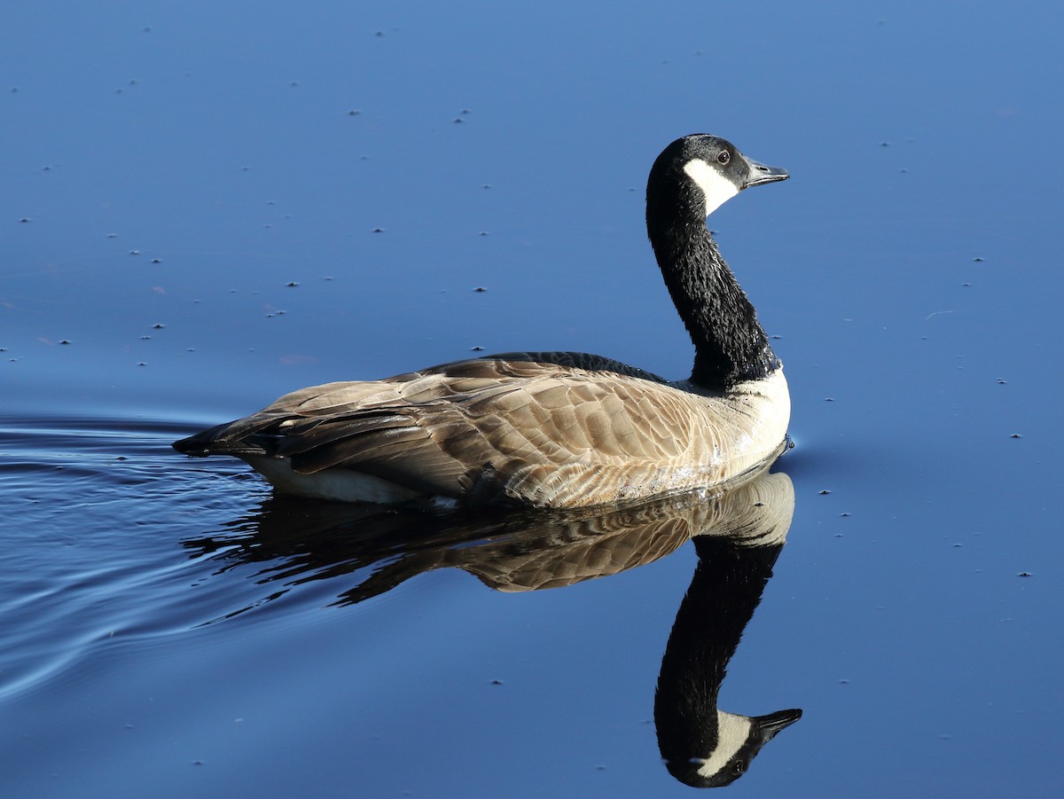 Canada Goose - Colin Jones