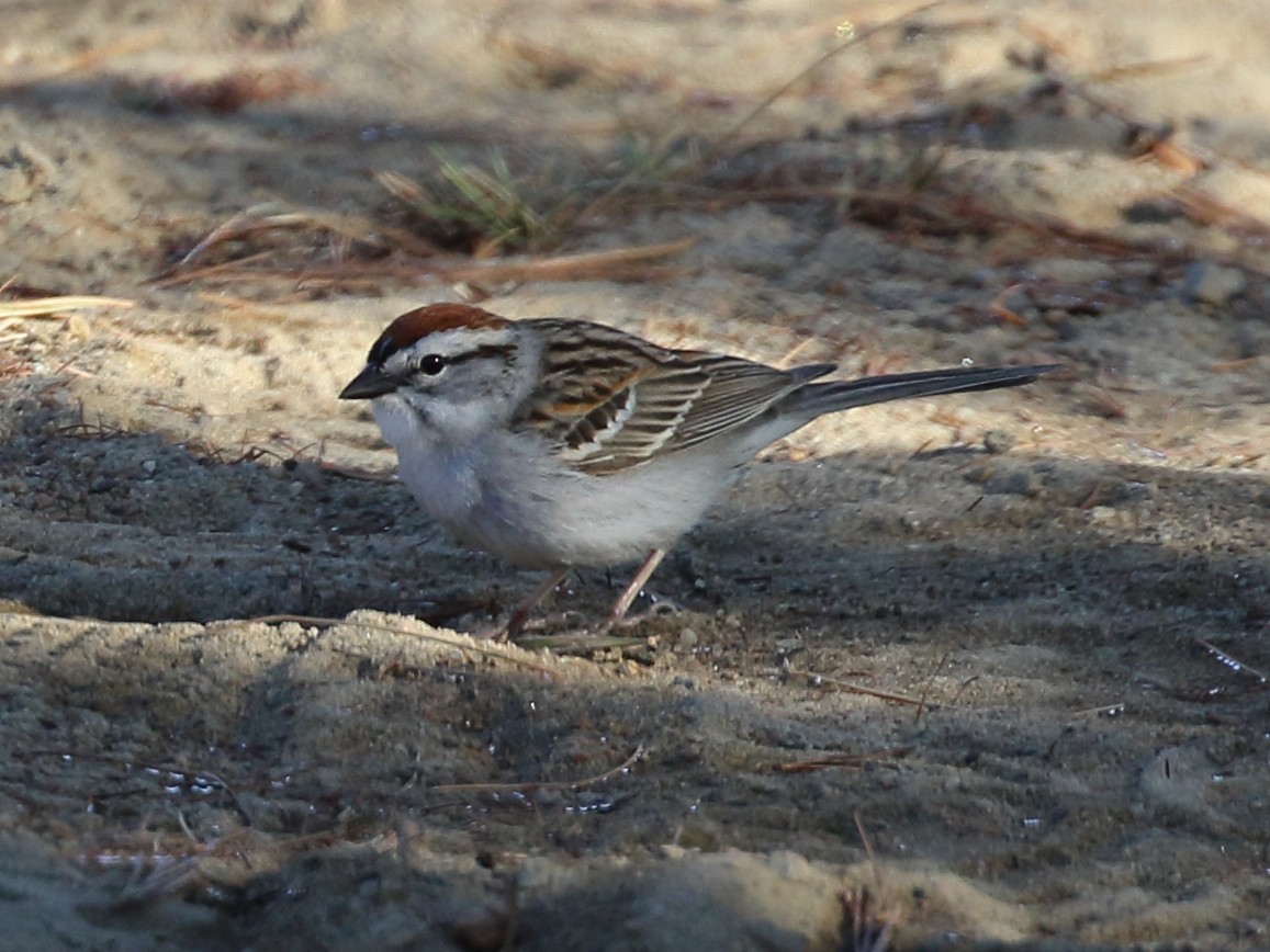 Chipping Sparrow - ML238948221