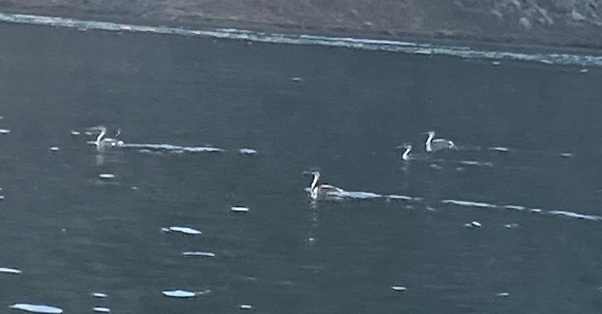 Western Grebe - ML238948491