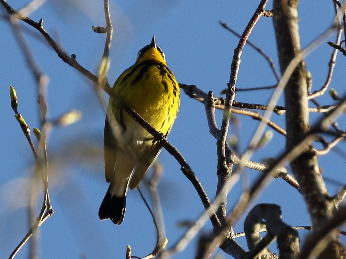 Magnolia Warbler - Colin Jones