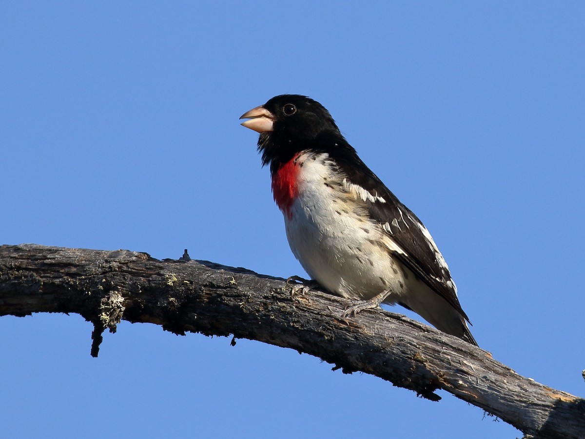 Rose-breasted Grosbeak - ML238948861