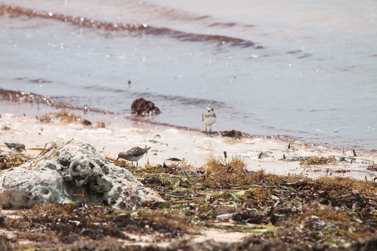 Bécasseau à col roux - ML238949101